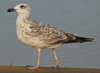 Larus armenicus